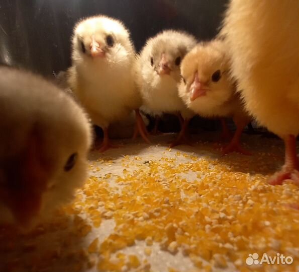 Цыплята