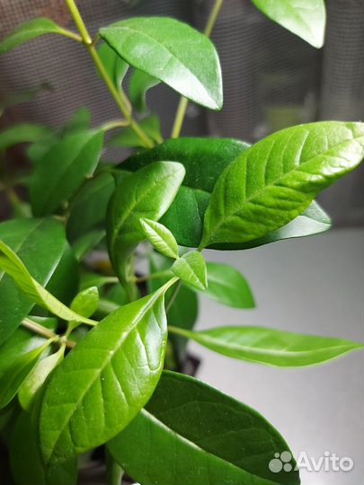 Чесночная лиана мальдивская