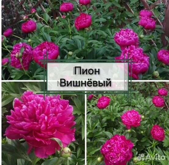 Пионы саженцы корни