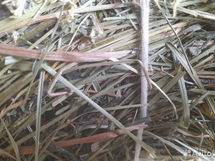 Сено люцерны в тюках с разнотравьем