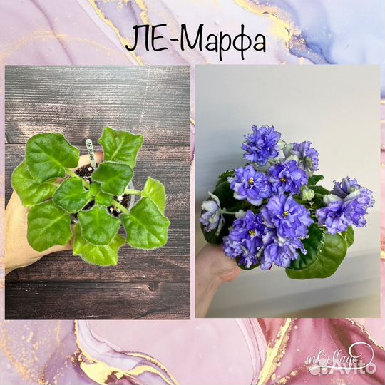 Детки сортовых фиалок