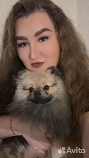 Вязка шпиц