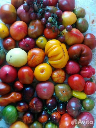 Семена коллекционных томатов