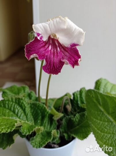 Стрептокарпусы