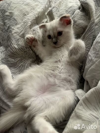 Отдам котенка в добрые руки