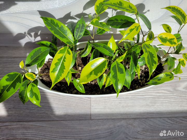 Фикус Регидан