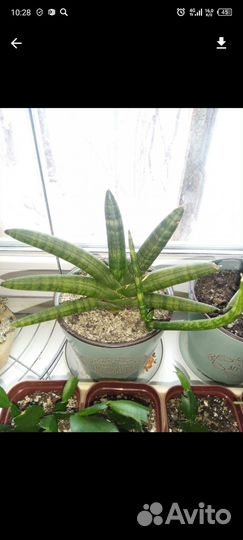 Сансевиерии сортовые