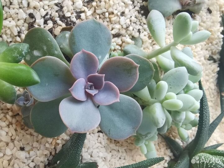 Суккуленты