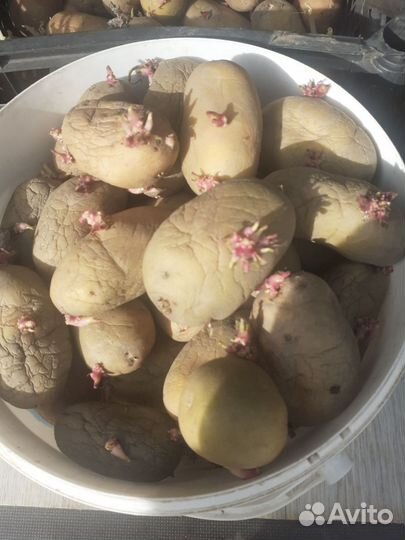 Семенной картофель