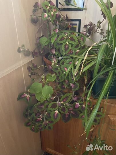 Хлорофитум, коллеус и другие цветы