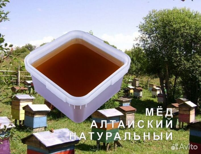 Мед натуральный алтайский опт