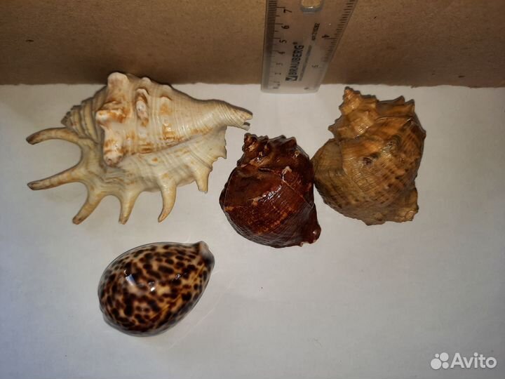 Ракушки декоративные