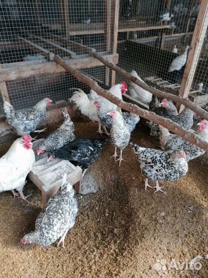 Цыплята чистопородные