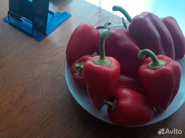 Семена Болгарского перца