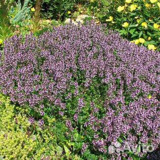 Цинерария, лаванда, очиток, размарир, чебрец