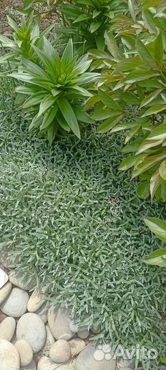 Почвопокровные растения набором