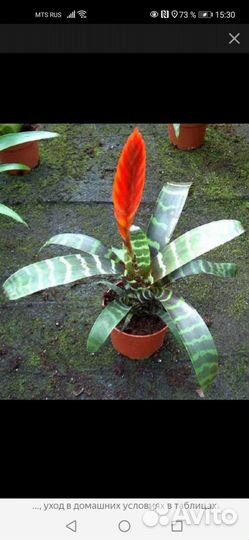 Вриезия, комнатный цветок