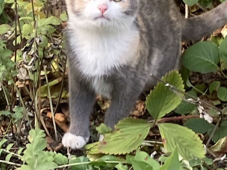 Трёхцветная кошка, котенок подросток