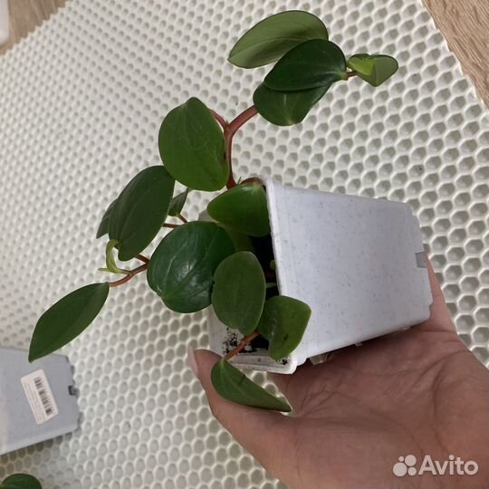 Пеперомия туполистная