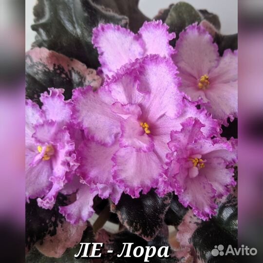 Укоренённые черенки сортовых фиалок почтой
