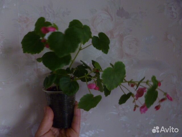 Бегония Глюар (высылаю почтой )