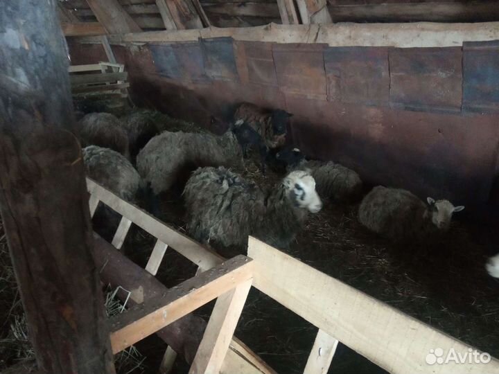 Овцы бараны козы