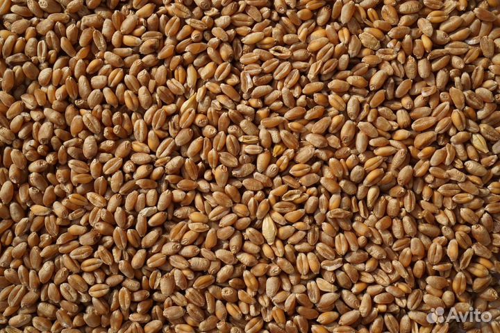 Зерно пшеница