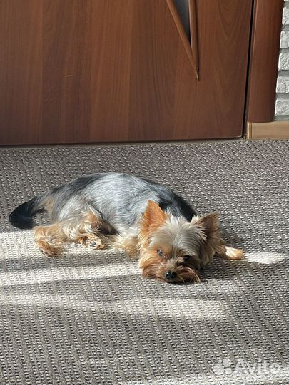 Кобель для вязки Йоркширский терьер