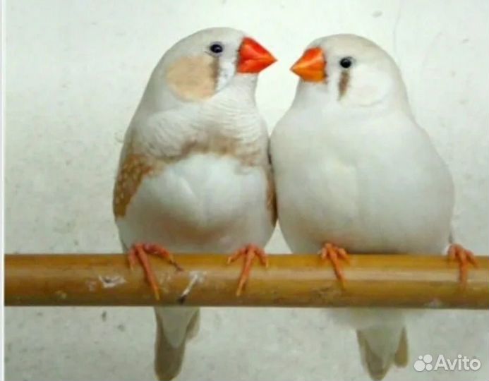 Зебровые амадины птенцы