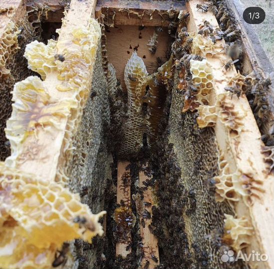 Мед натуральный