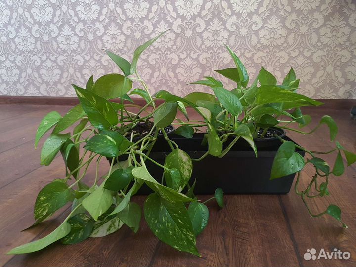 Сциндапсус золотистый