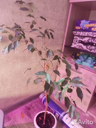 Фикус бенджамина