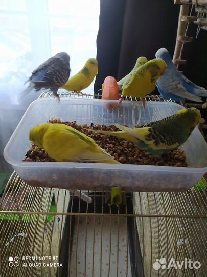 Волнистый попугай