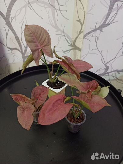 Эпипремнум марбл квин, сингониум неон