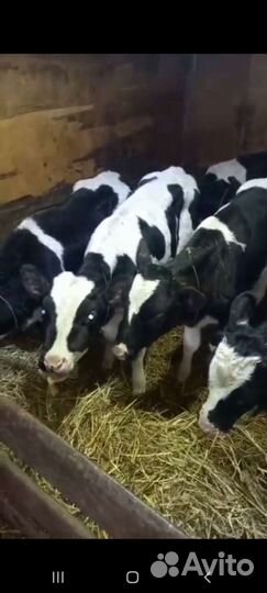 Телята бычки