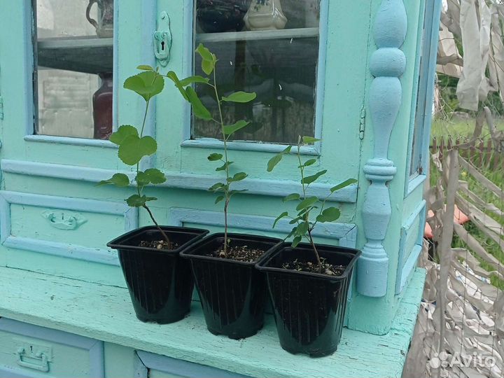 Ирга саженцы