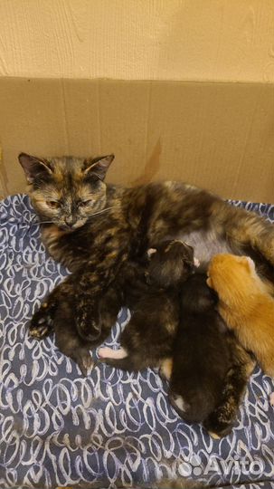 Котята месячные отдаем в дар бесплатно