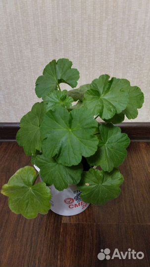 Пеларгония розебудная