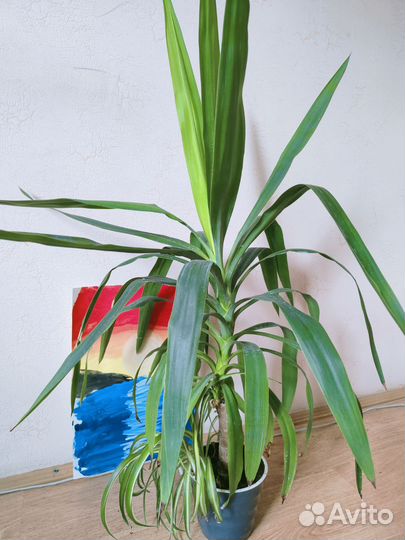 Пальма юкка