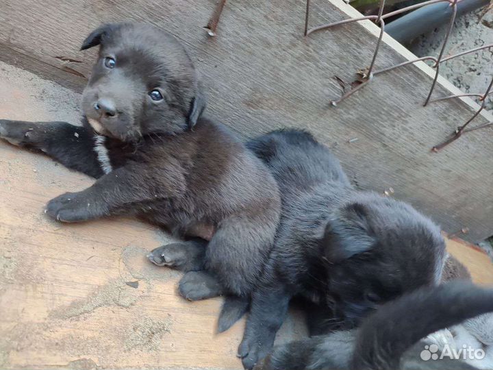 Щенки Лабрадора