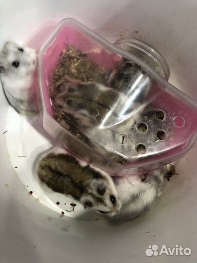 Джунгарский хомяк