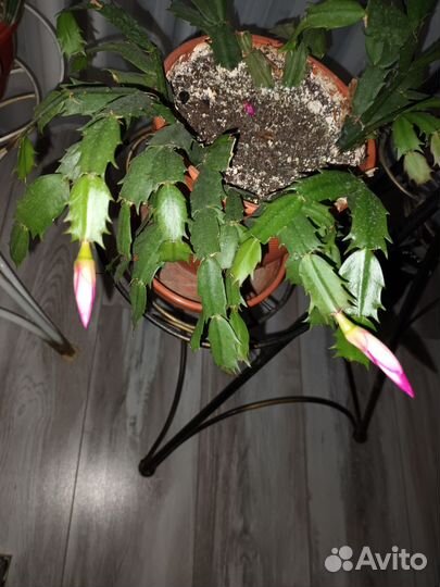 Цветы комнатные