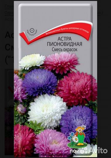 Гвоздика,виола,зем-ка,перец,астра