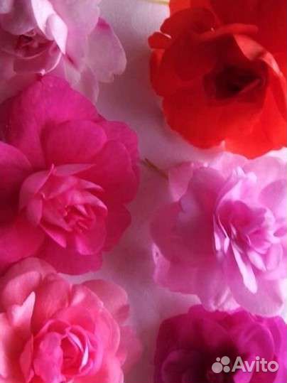 Бальзамины махровые 8 сортов