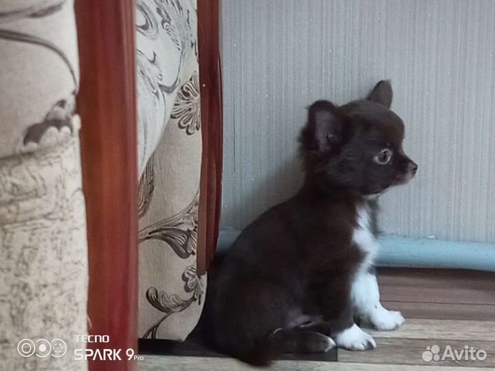 Щенки чихуахуа дш РКФ