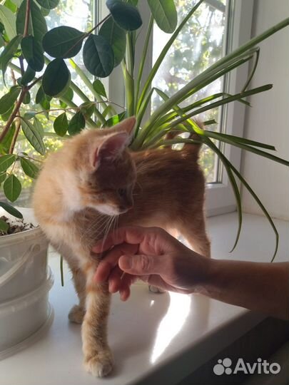 Рыжий котенок в добрые руки