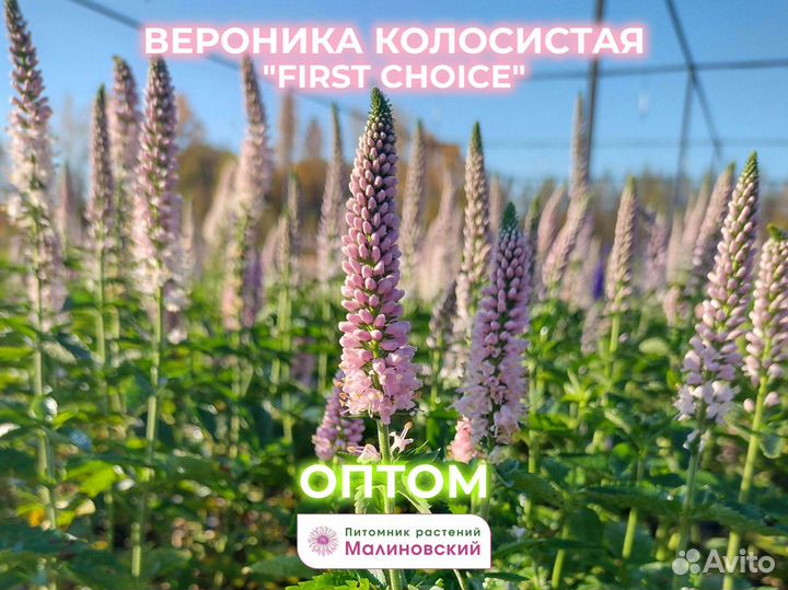 Вероника Коллекция из 15 сортов Опт Питомник