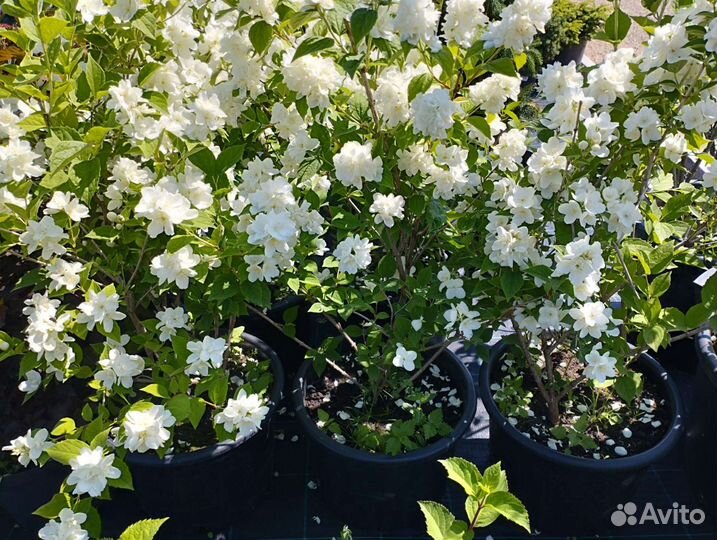 Чубушник махровый