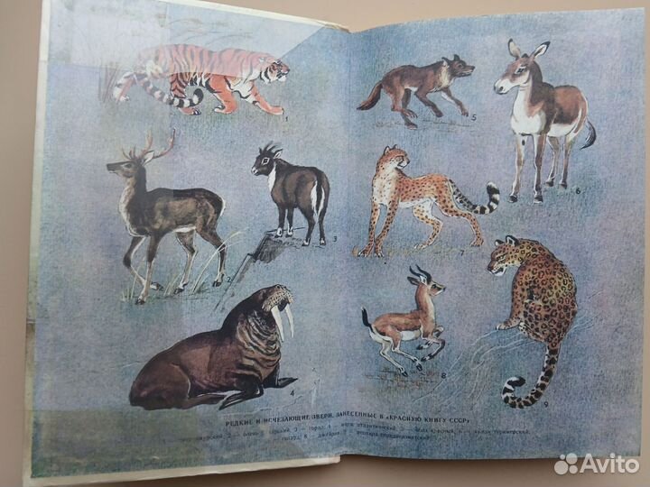 Книга Животный мир нашей Родины