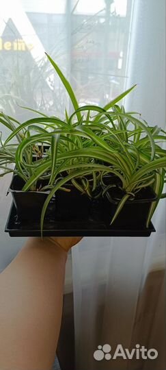 Хлорофитум кудрявый